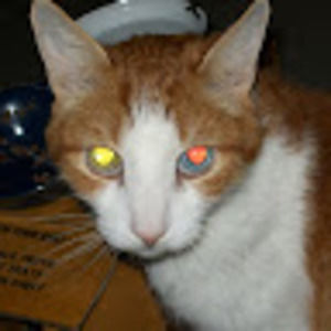 Meet your Posher, Sa